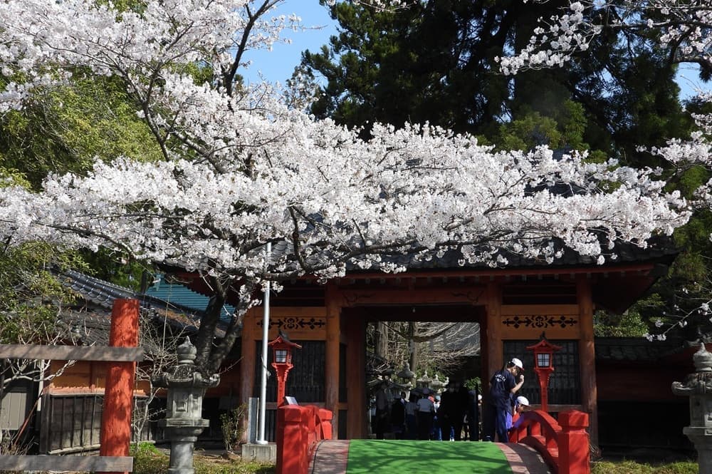 涼ヶ岡八幡神社 桜 開花情報