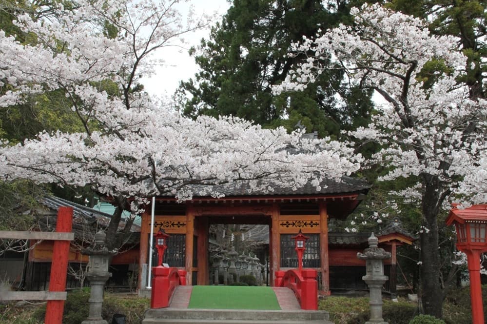 涼ヶ岡八幡神社 桜 開花情報