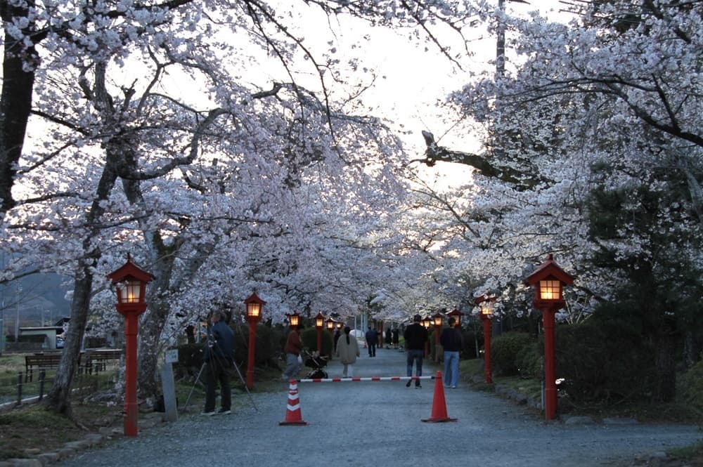 涼ヶ岡八幡神社 夜桜 ライトアップ