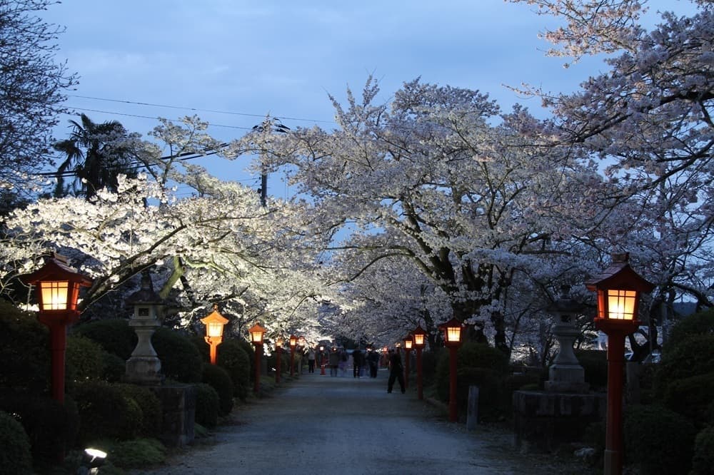 涼ヶ岡八幡神社 夜桜 ライトアップ
