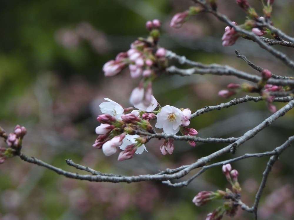 涼ヶ岡八幡神社　桜　開花情報