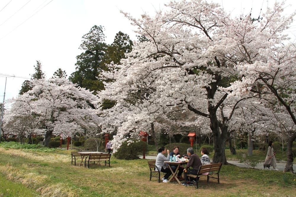 涼ヶ岡八幡神社 桜