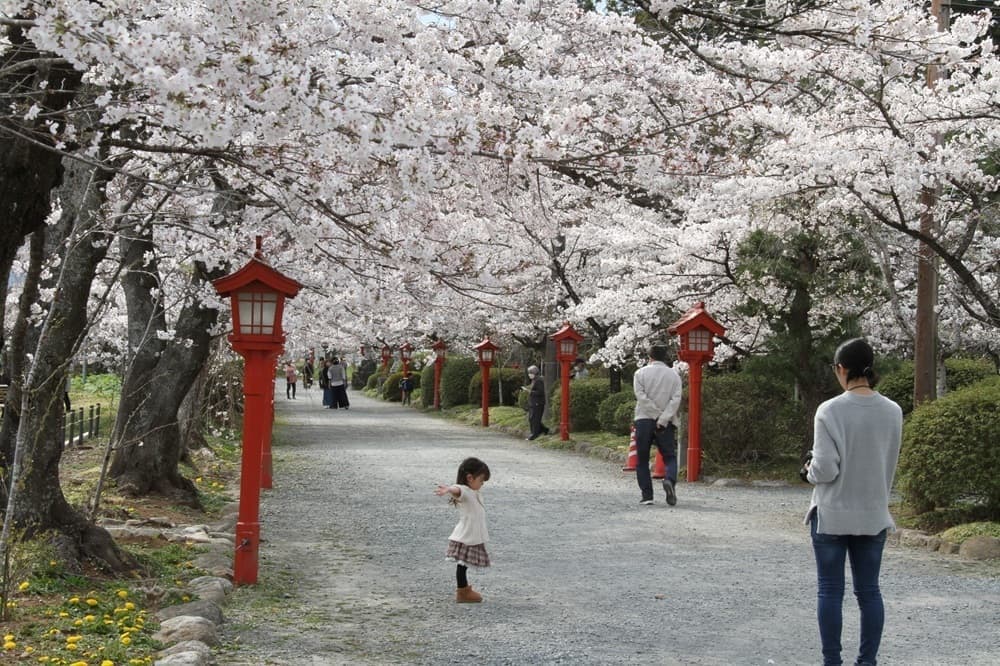 涼ヶ岡八幡神社 桜