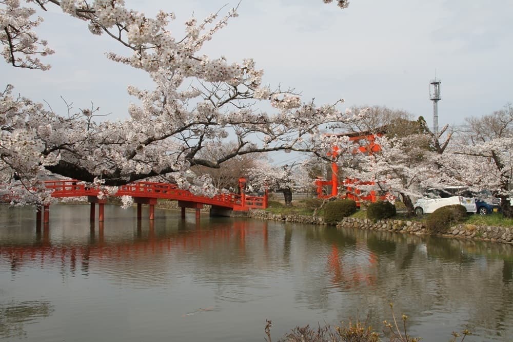 涼ヶ岡八幡神社 桜