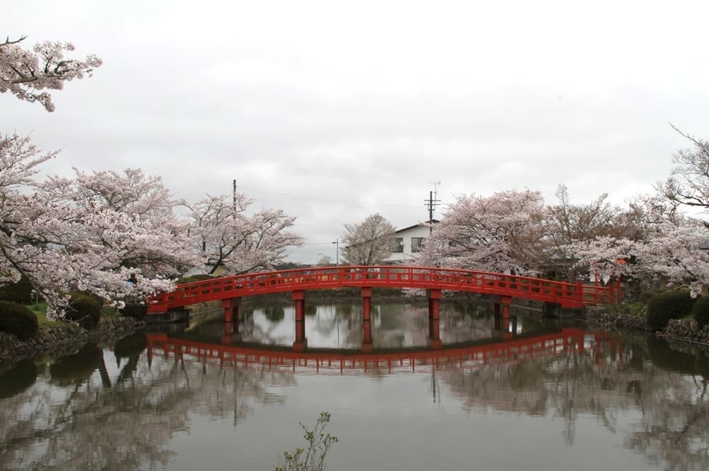 涼ヶ岡八幡神社 桜