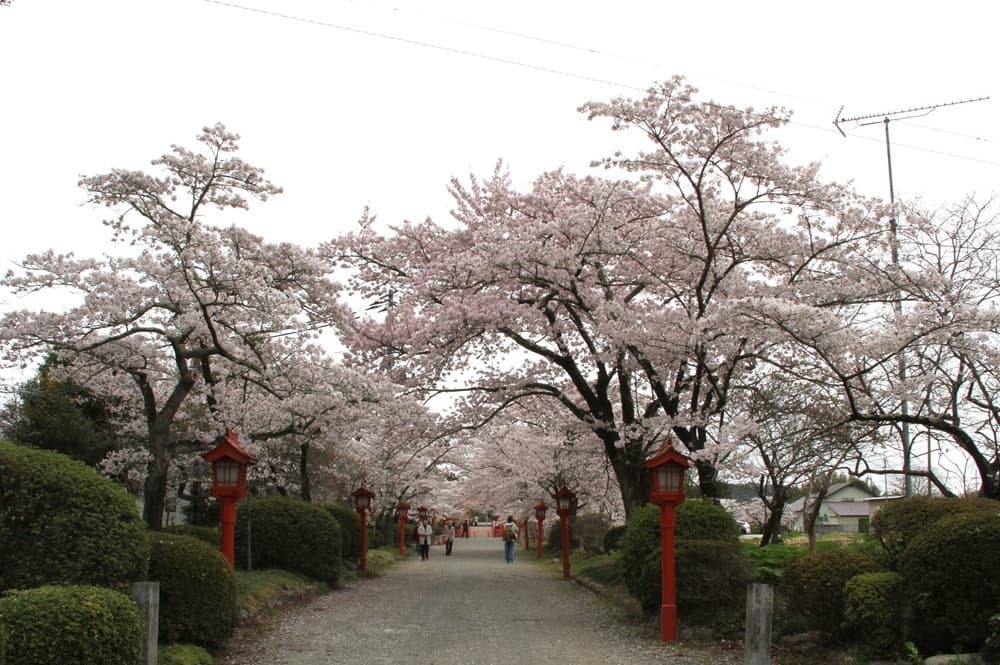 涼ヶ岡八幡神社 桜