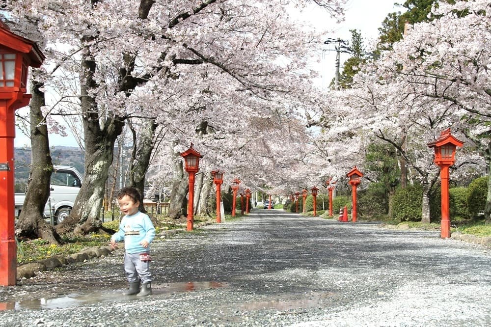 涼ヶ岡八幡神社 桜