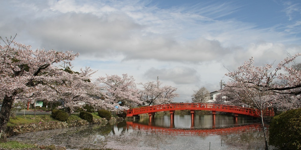 涼ヶ岡八幡神社 桜