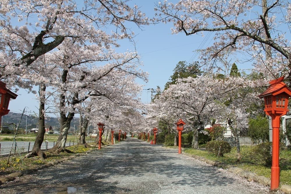 涼ヶ岡八幡神社 桜