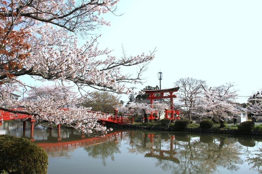 涼ヶ岡八幡神社 桜