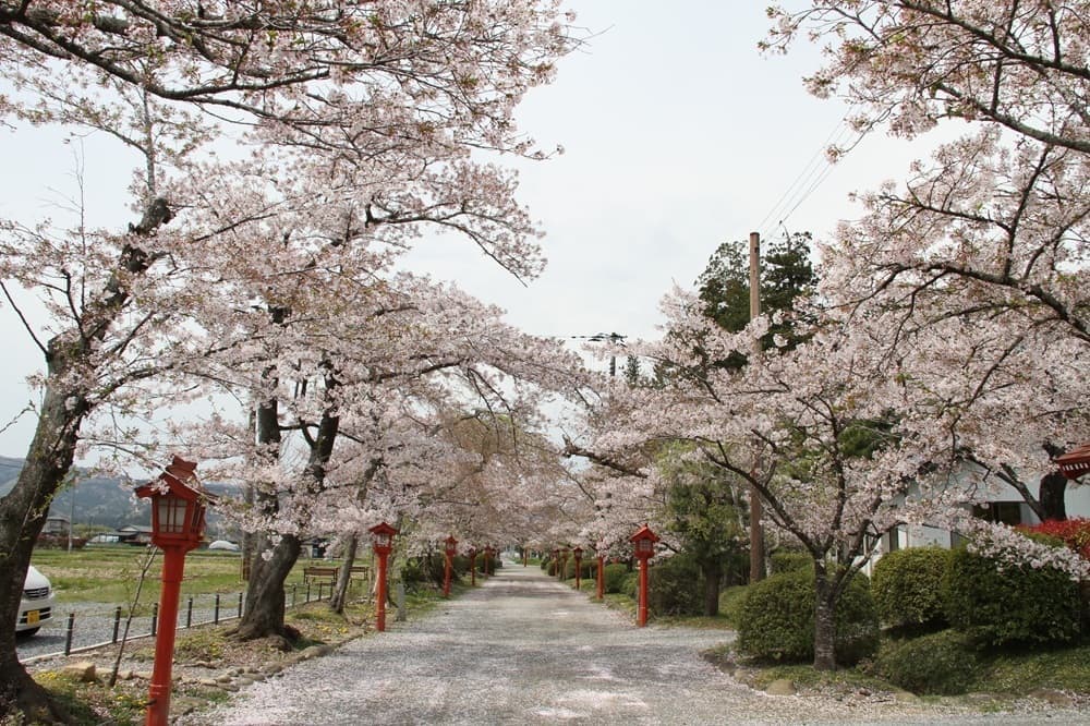 涼ヶ岡八幡神社　桜　