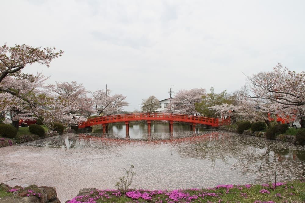 涼ヶ岡八幡神社　桜