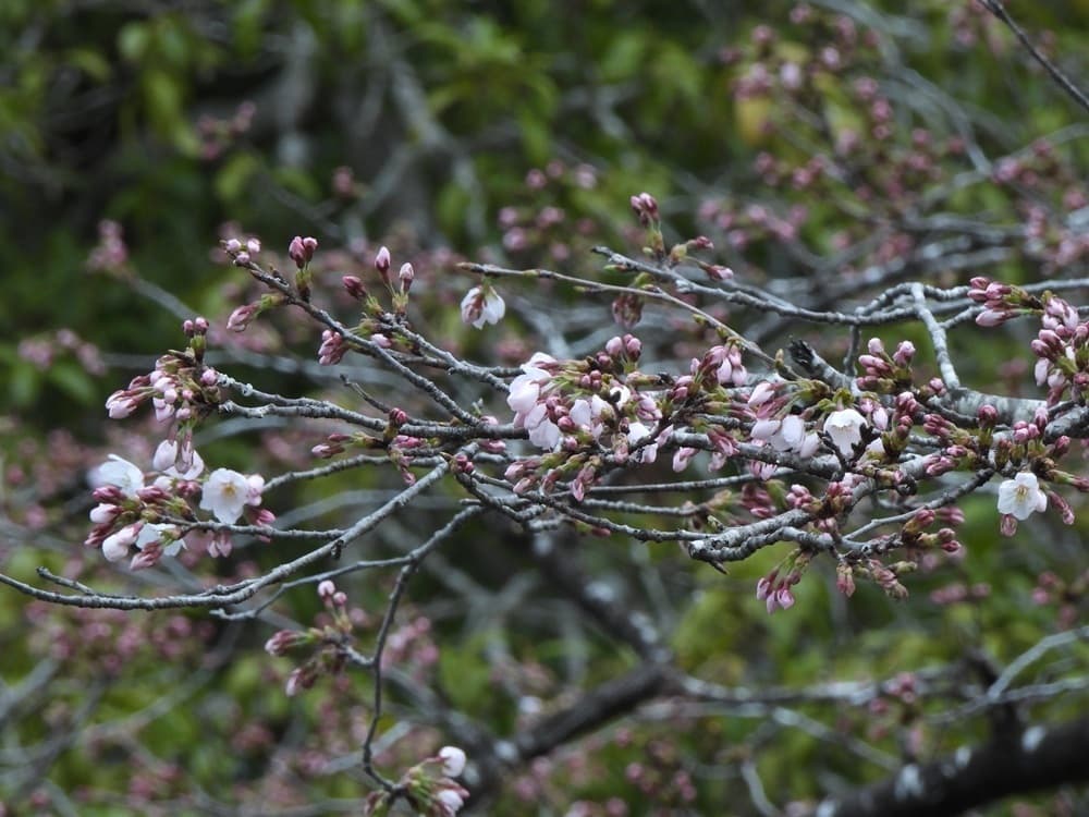 涼ヶ岡八幡神社　桜　開花情報
