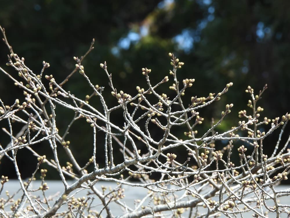 涼ヶ岡八幡神社　桜　開花情報