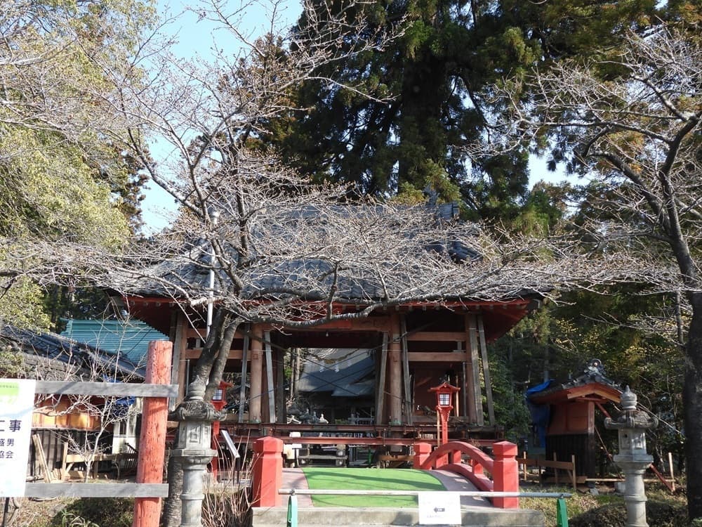 涼ヶ岡八幡神社　桜　