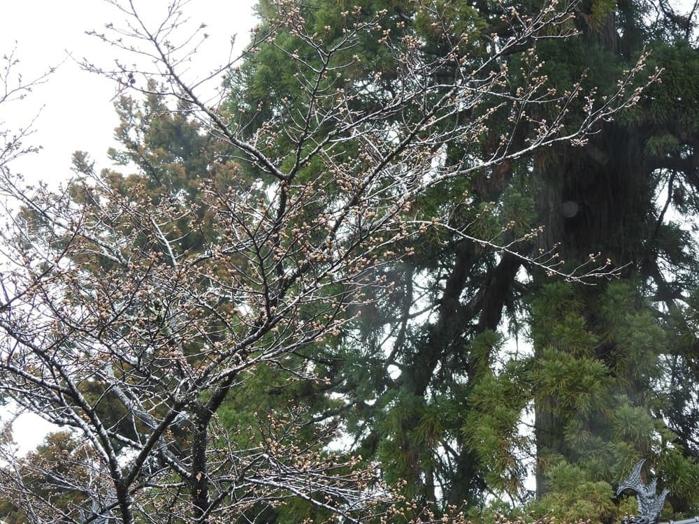 涼ヶ岡八幡神社　桜　開花情報