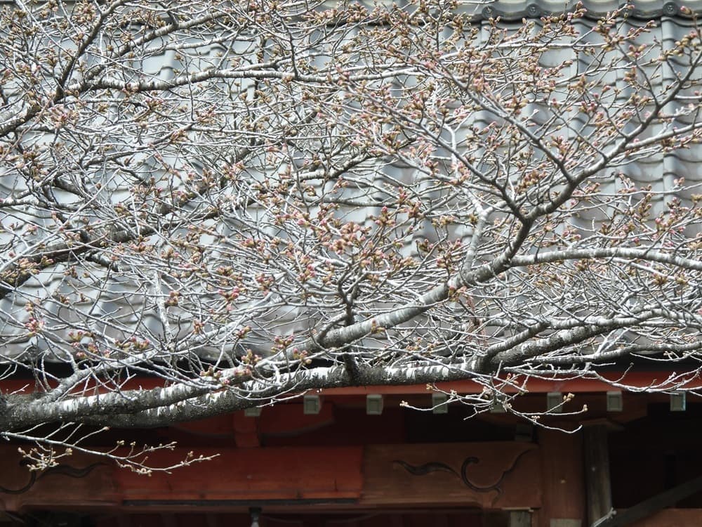 涼ヶ岡八幡神社　桜　開花情報