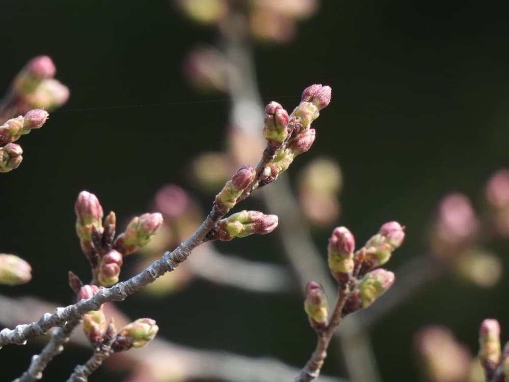 涼ヶ岡八幡神社　桜　開花情報