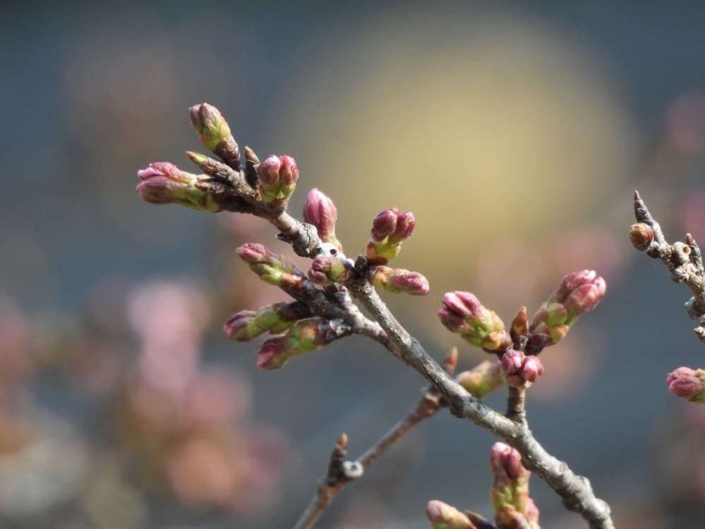 涼ヶ岡八幡神社　桜　開花情報