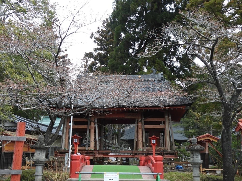涼ヶ岡八幡神社　桜　
