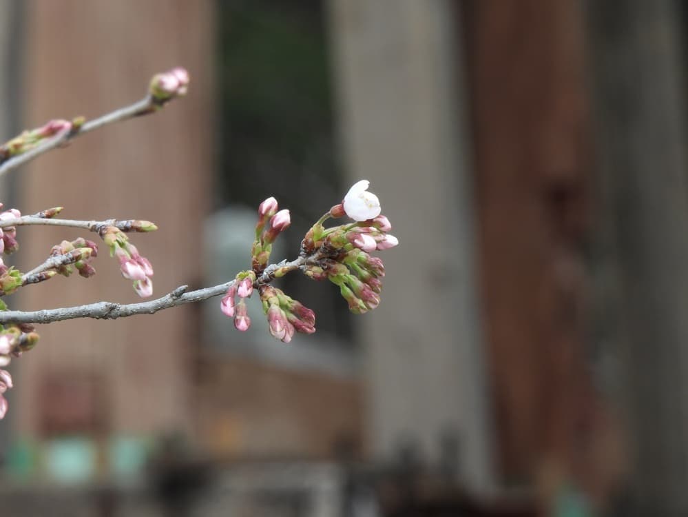 涼ヶ岡八幡神社　桜　開花情報