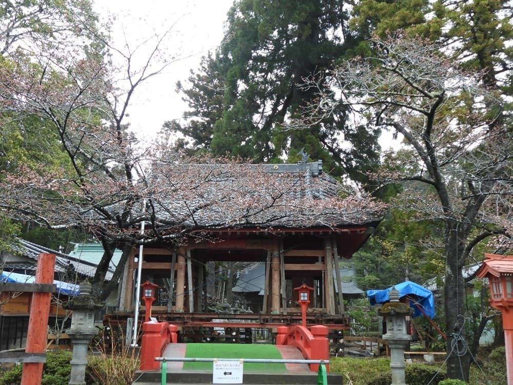 涼ヶ岡八幡神社　桜　