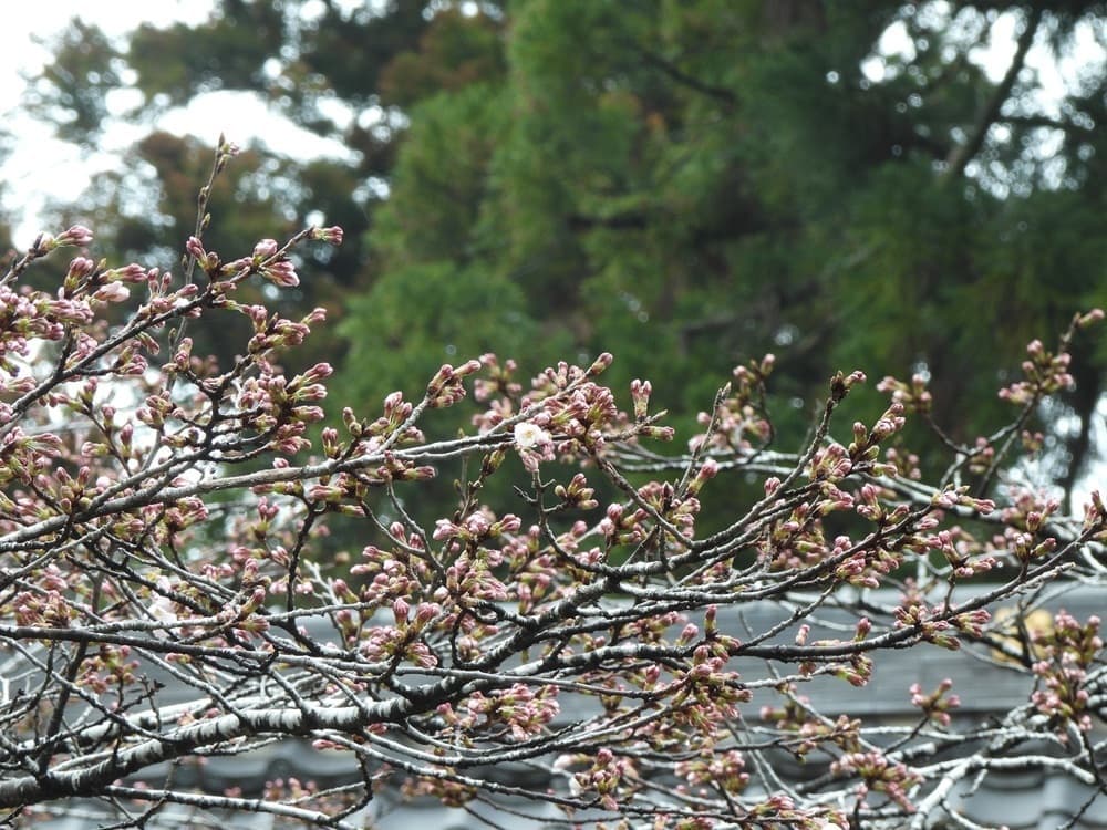 涼ヶ岡八幡神社　桜　開花情報