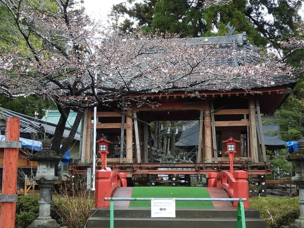 涼ヶ岡八幡神社　桜　