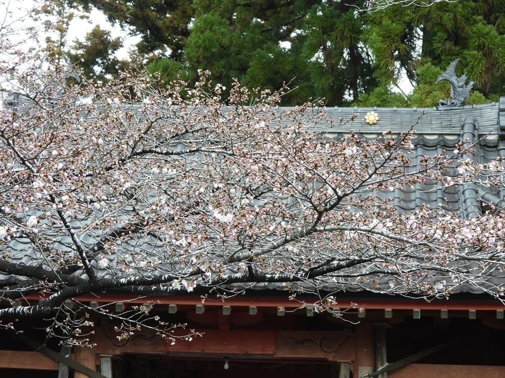 涼ヶ岡八幡神社　桜　開花情報