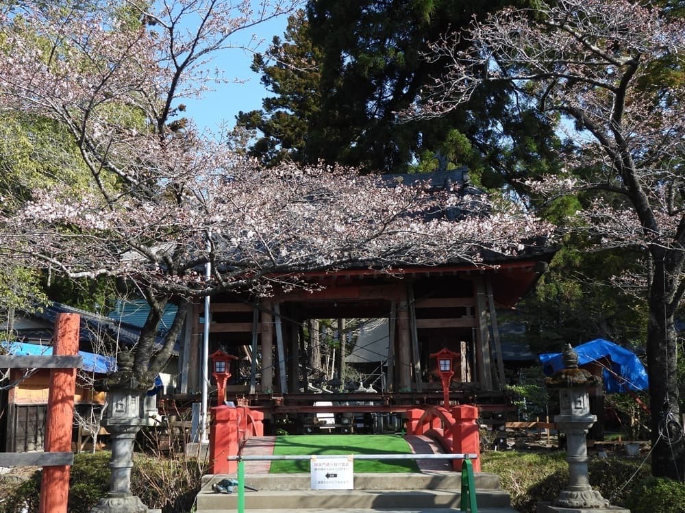 涼ヶ岡八幡神社　桜　