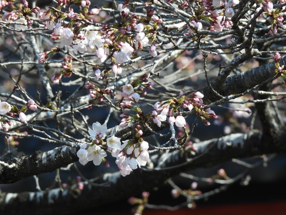 涼ヶ岡八幡神社　桜　開花情報