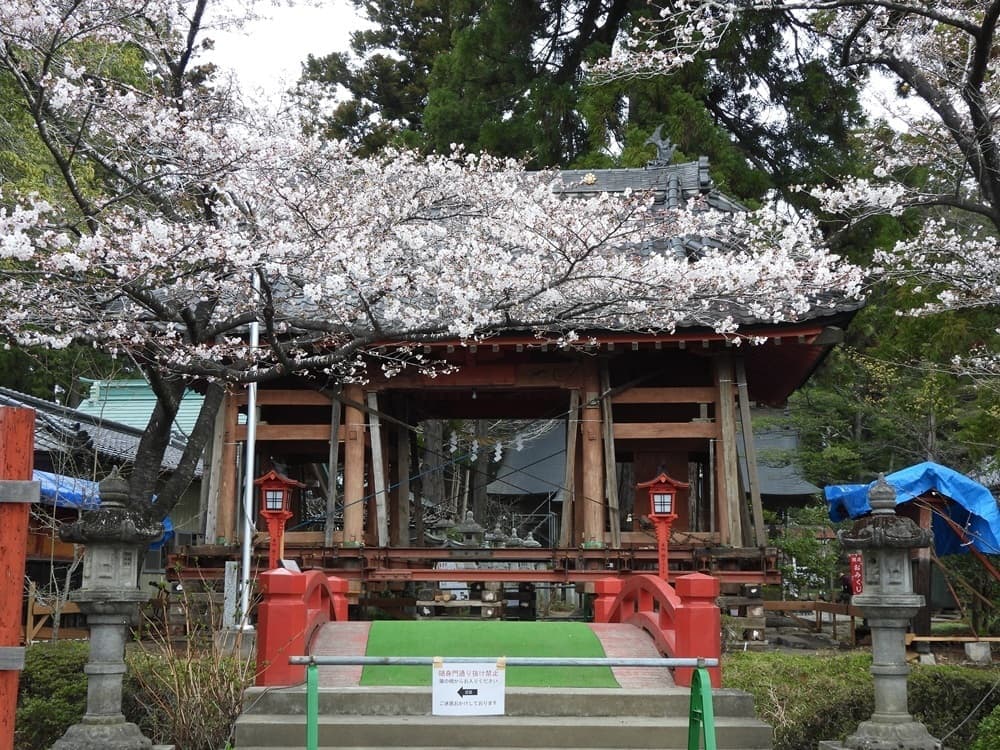 涼ヶ岡八幡神社　桜　