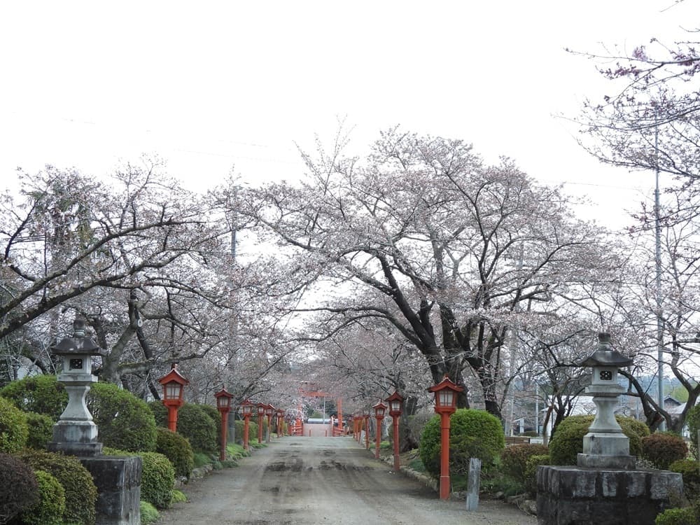 涼ヶ岡八幡神社　桜　開花情報