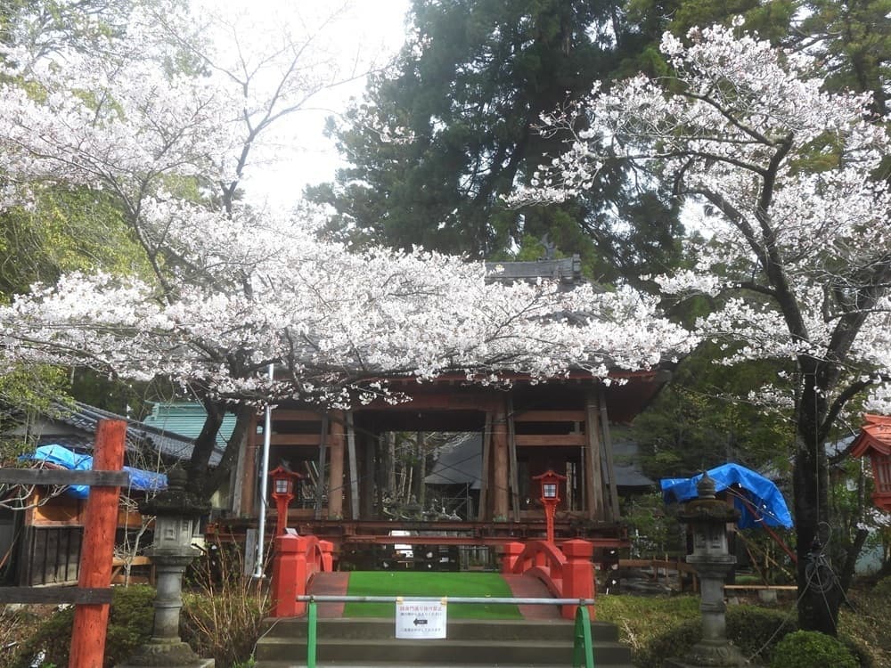 涼ヶ岡八幡神社　桜　