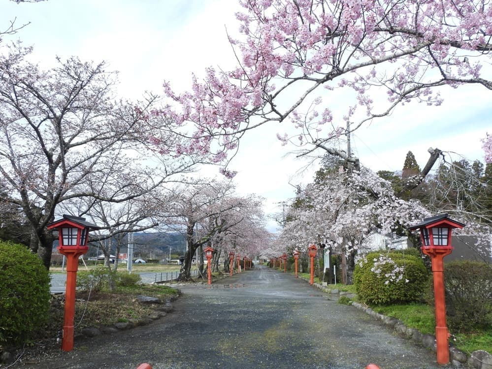 涼ヶ岡八幡神社　桜　開花情報