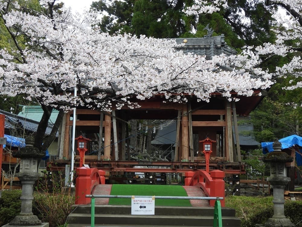 涼ヶ岡八幡神社　桜　