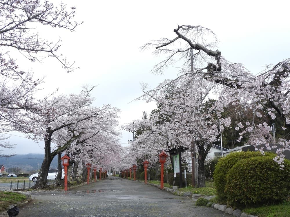 涼ヶ岡八幡神社　桜　開花情報