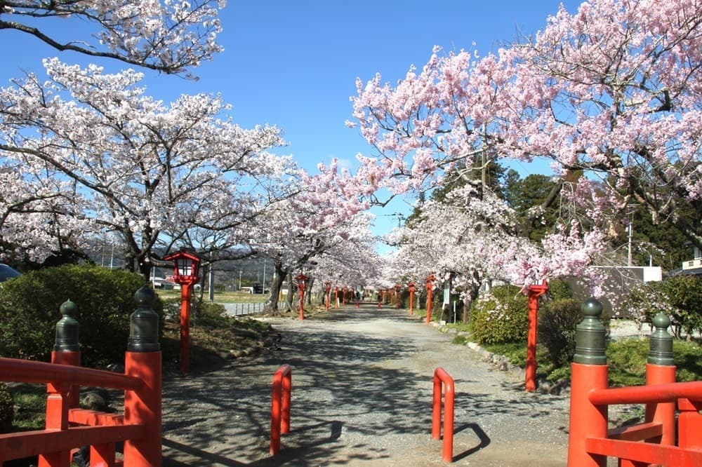 涼ヶ岡八幡神社　桜　