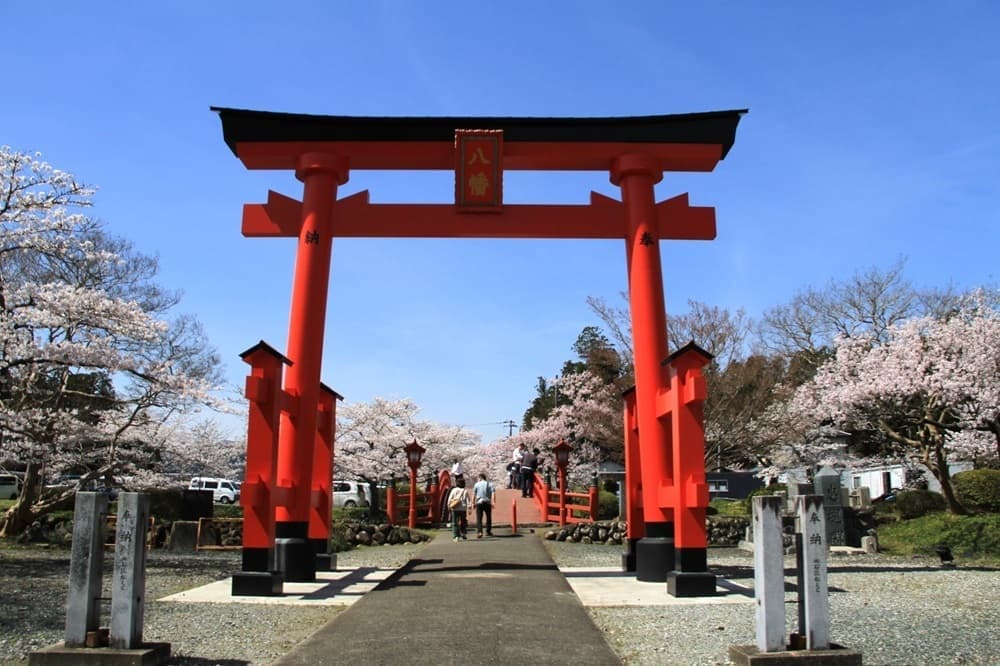 涼ヶ岡八幡神社　桜　