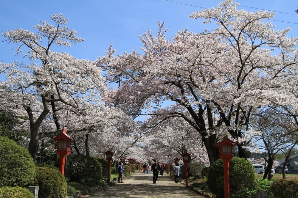 涼ヶ岡八幡神社　桜