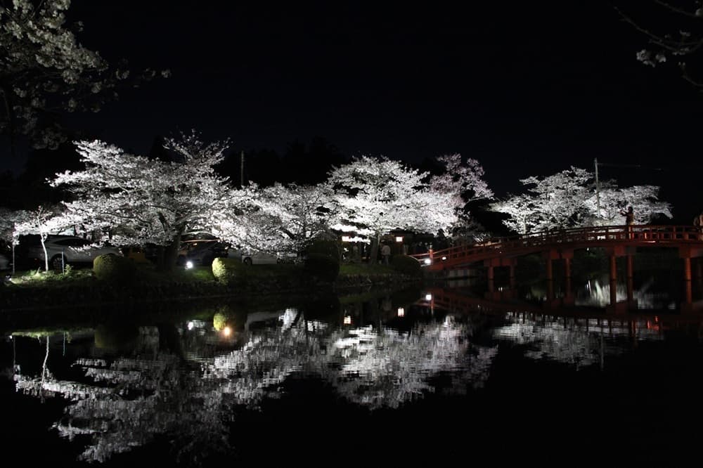 涼ヶ岡八幡神社　桜　ライトアップ