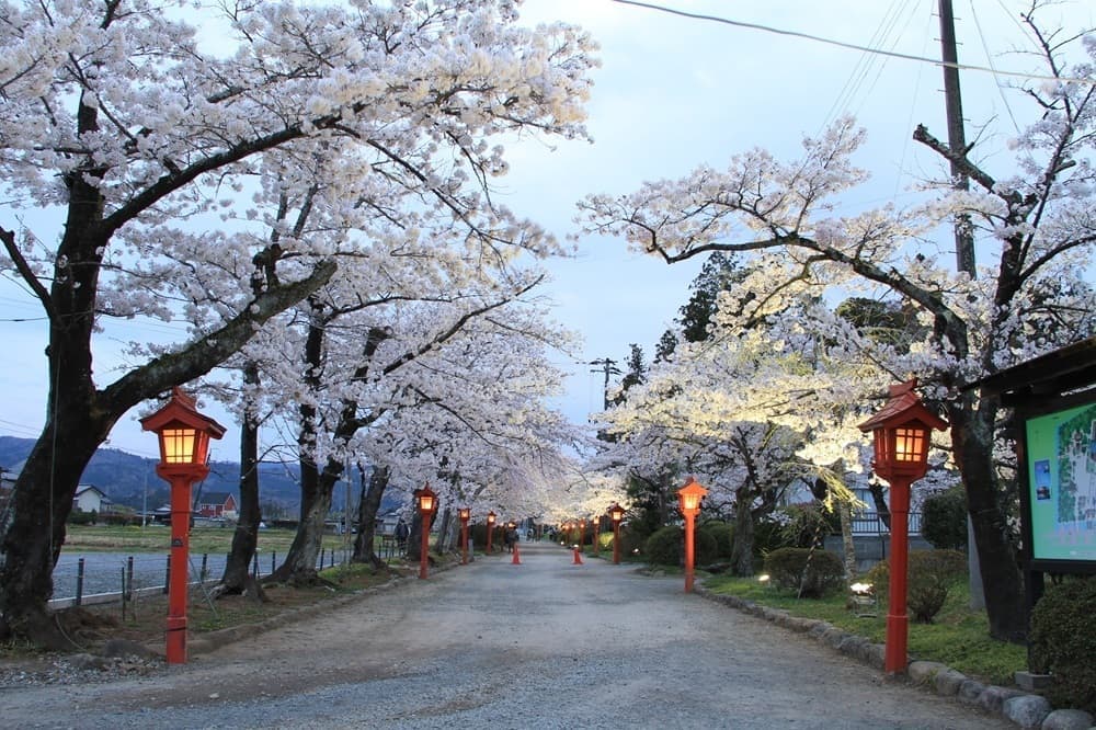涼ヶ岡八幡神社　桜　ライトアップ