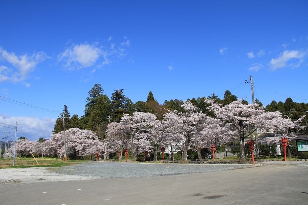 涼ヶ岡八幡神社　桜　ライトアップ