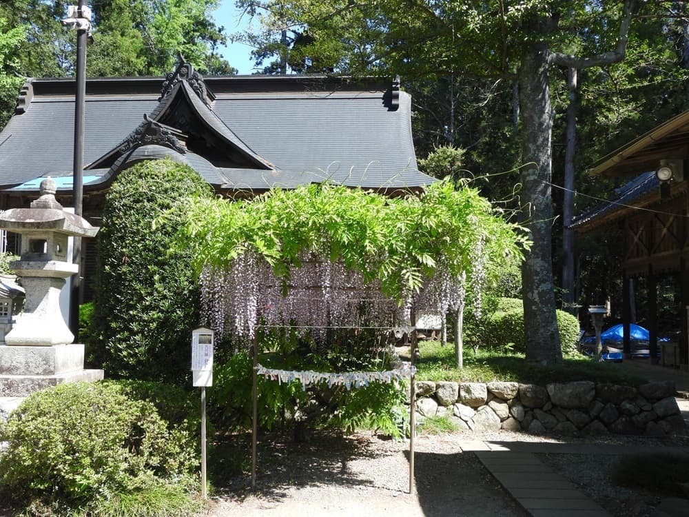 涼ヶ岡八幡神社　九尺フジ